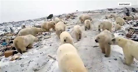 Russian Island Declares Emergency Over Polar Bear Invasion