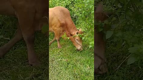Cow Eating Grass Youtube