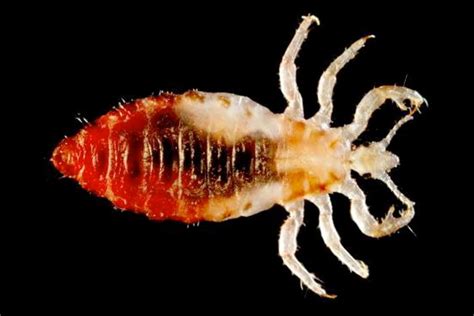 Human Body Louse Genome Sequenced