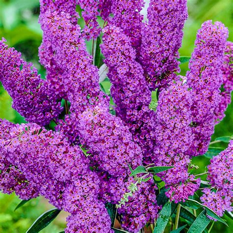Planting Butterfly Bush In The Fall Home And Garden Reference