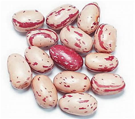 Food and wine presents a new network of food pros delivering the most cookable recipes and delicious ideas online. Cranberry bean | Recipes Wiki | FANDOM powered by Wikia
