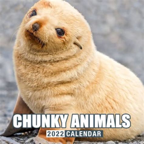 Calender 2022 Funny Chunky Animals Funny Animals Sweeties Chunky