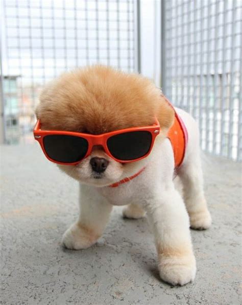Cool Puppy