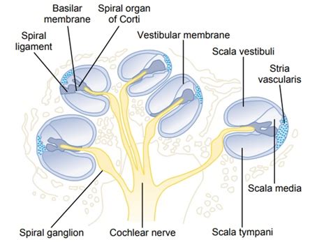 Functional Anatomy Of The Cochlea