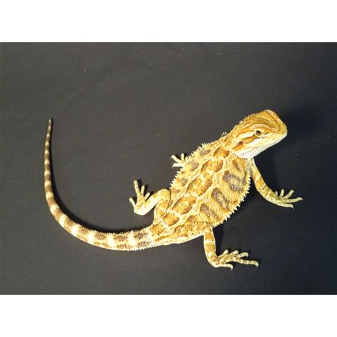 Bearded Dragon Baby Limit Of 6 No Orders Of Only Bearded