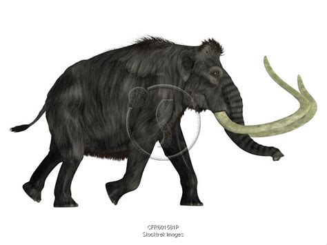 Woolly Mammoth Walking Side View On White Background Stocktrek Images