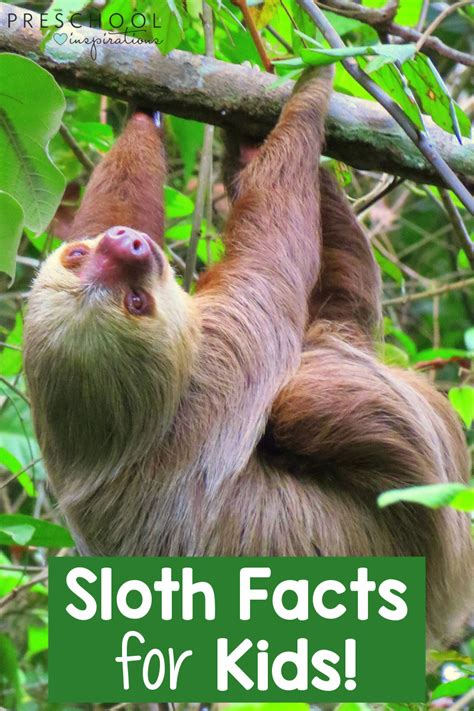 Sloth Facts For Kids Preschool Inspirations
