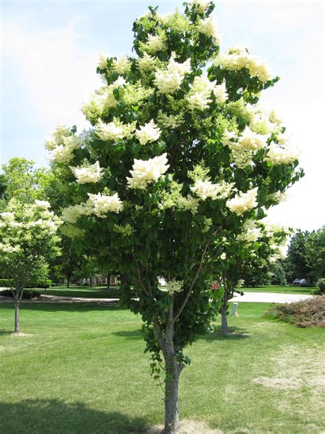 Japanese Lilac Tree Pics ~ Lilac Tree Japanese Trees 45cm 60cm 30cm Option Choose Size Ca