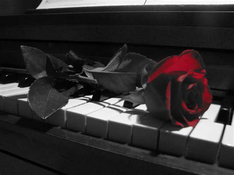 Rose On The Piano White Piano Red Roses Pretty Flowers Photography