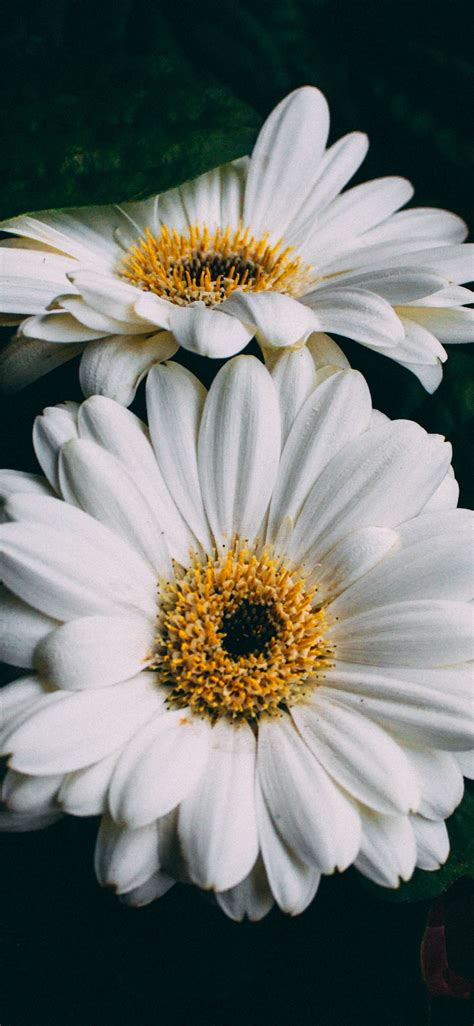 White Gerbera Flowers Close Up Iphone X 876543gs Wallpaper