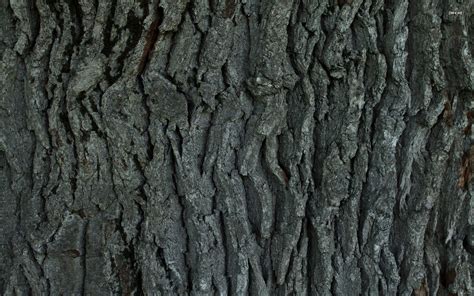Free Download Tree Bark Wallpaper 1920x1080 Tree Bark Wallpaper