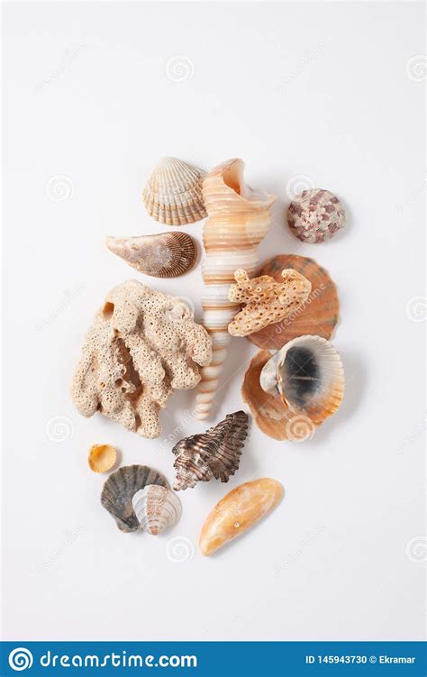 Seashells And Corals On White Background Stock Photo Image Of Exotic