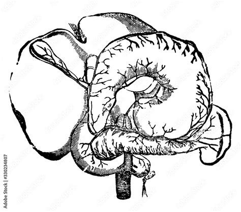 Arteries Of The Abdominal Organs Vintage Illustration Stock Vector