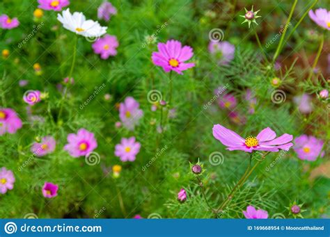 Picture Of Pink Cosmos Flower Selected Focus Stock Photo Image Of