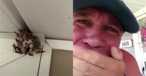 Insane Man Rips Wasp Nest Full Of Wasps Off Wall And Eats It Rare