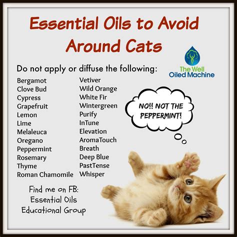 Inhalation of the oils could lead to aspiration pneumonia. Essential Oils to Avoid Around Cats Find me on FB ...