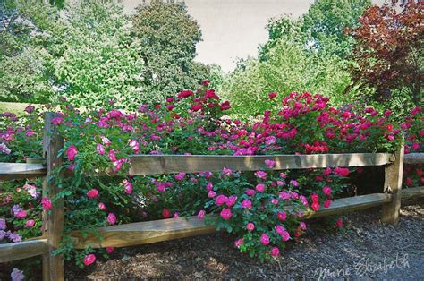 We would like to show you a description here but the site won't allow us. pink roses | Fence landscaping, Garden, Cottage garden