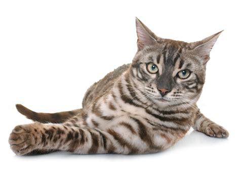 How Long Is A Bengal Cat Pregnant For