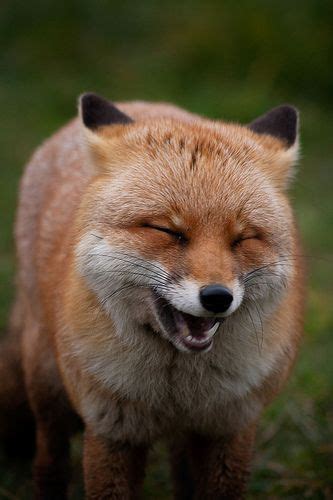 Animal Laughing Smile Happy A Collection Of Ideas To