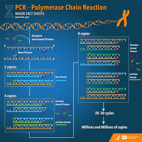 Pcr Define Polymerase Chain Reaction Pcr Demonstrate One