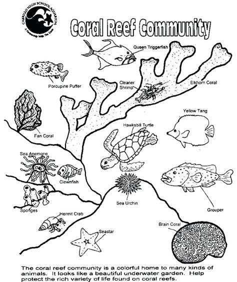 Coral Reef Sketch At Explore Collection Of Coral