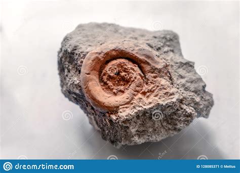 Steekproef Van Ammoniet Voorhistorisch Fossiel Op De Oppervlakte Van