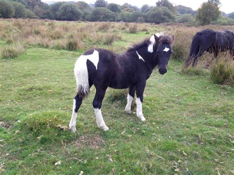 Dartmoor Ponies - Discover more about the famous Dartmoor Pony