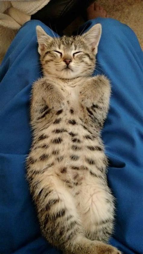 Cute Cat Bellies That Are Sure To Cheer You Up 18 Pics