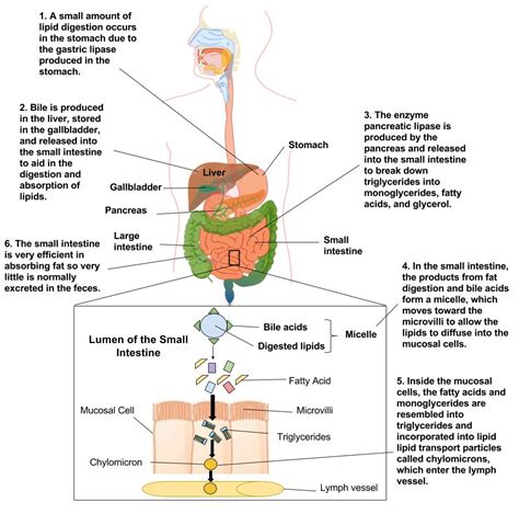 76 Digestion And Absorption Of Lipids Principles Of Human Nutrition