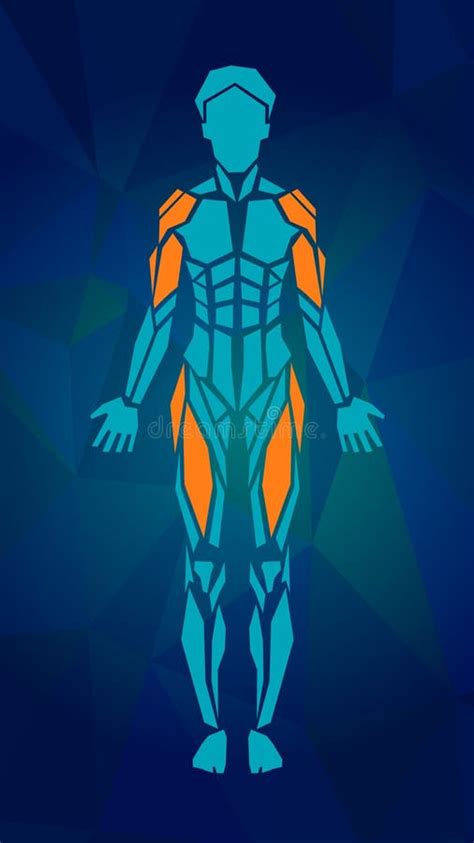 Polygonal Anatomy Of Female Muscular System Stock Vector Image 52055097