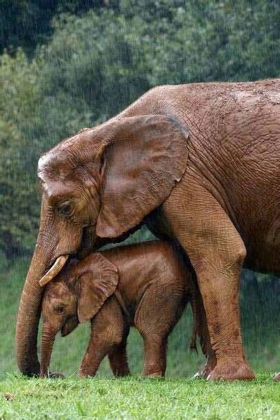 Mamá Y Cría Elefante Elephant Day Elephant Animals