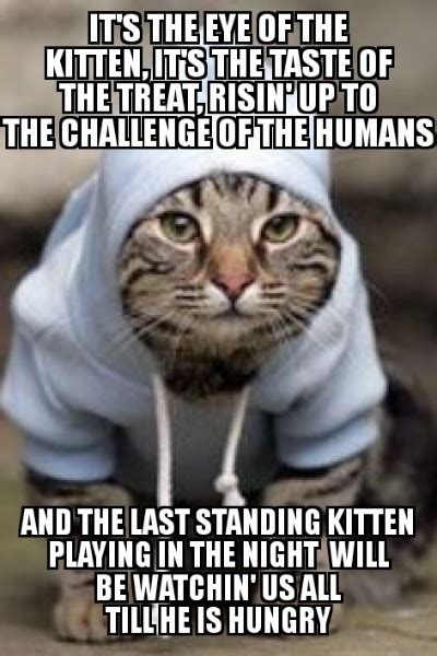 50 Best Cat Memes Internets Funniest A Movements Sfwfun