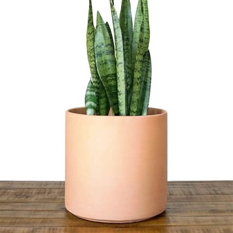 Large Blush Clay Planter Plant Pot Perfect For Indoor