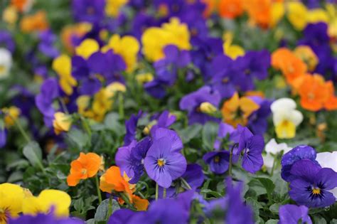 Whats The Big Deal With Pansies And Violas Westwood Gardens