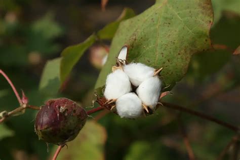 How To Grow Cotton Plant Exclusive Care Guide 17 Tips
