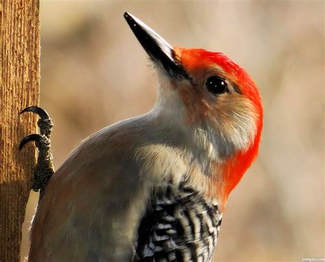 Red Bellied Woodpecker picture, by bandit69 for: tele photos 