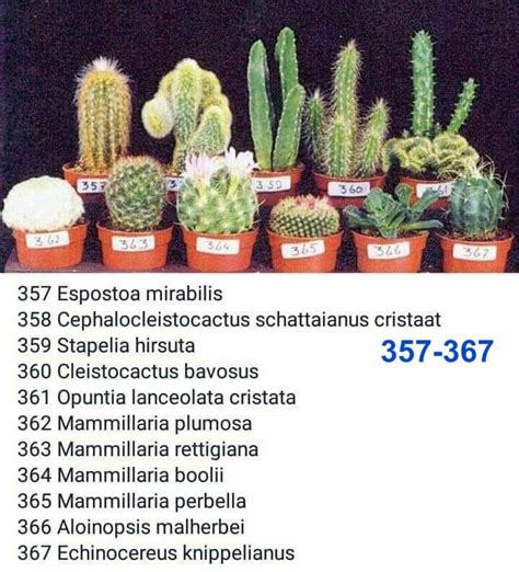 Nombre Cactus Y Sucus 357 367cactus Nombre Sucus Plantas