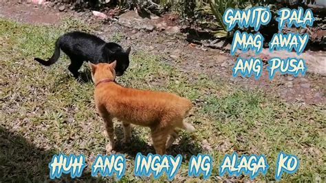 Paano Ba Mag Away Ang Pusa Watch This Youtube