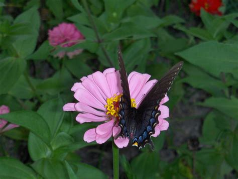 Another Butterfly On Zinnia Another Shot In My Zinnias Flickr