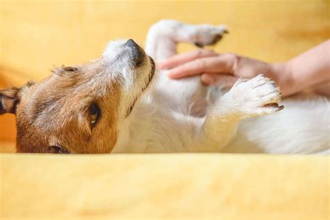 Dog Behavior 101 Why Do Dogs Like Belly Rubs