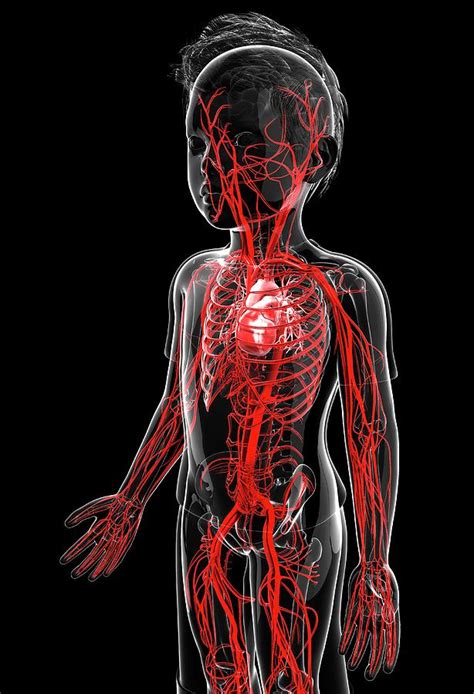 Human Vascular System Photograph By Pixologicstudio Fine Art America