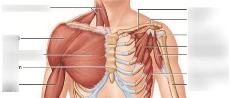 Diagram Of Chest Area Chest Wall Pain Costochondritis See Exquisite