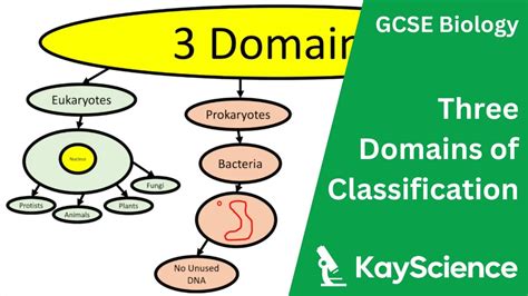Domains Of Classification Biology Gcse Youtube