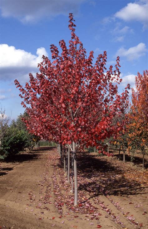 Maple Red Sun Valley Campbells Nursery