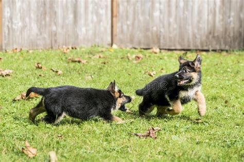 Two Young German Shepherd Puppies Playing In The Backyard Stock Image