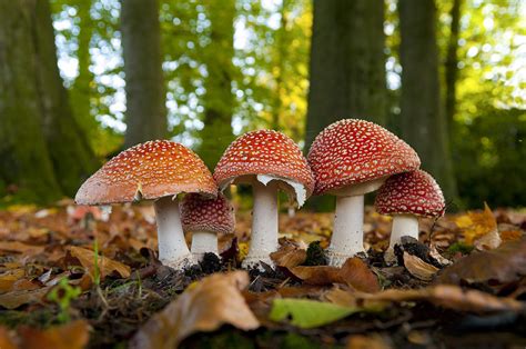 Mushrooms In Forest Photograph By Hans Engbers