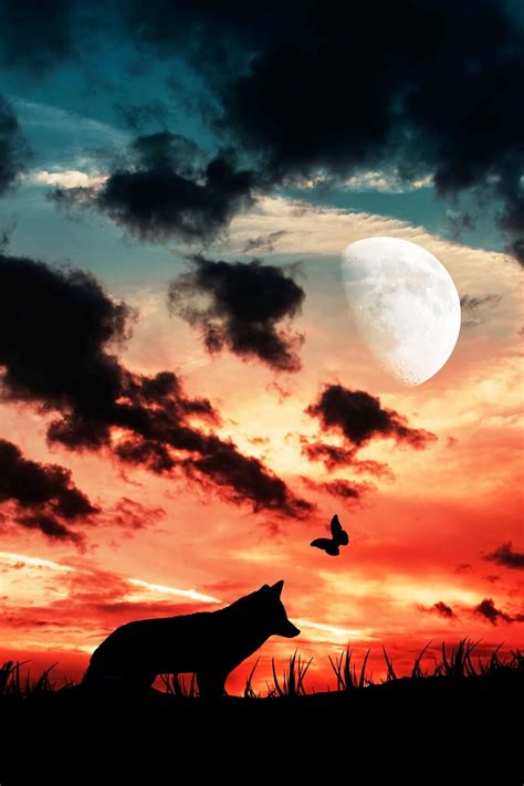 Wolf Silhouette Dark Moon Clouds Butterfly Hd Phone Wallpaper