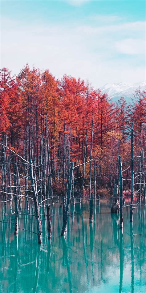 Download 1080x2160 Wallpaper Lake Trees Autumn Nature Honor 7x