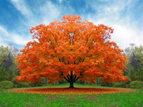 Free Colorful Tree Wallpaper Download The Free Colorful Tree