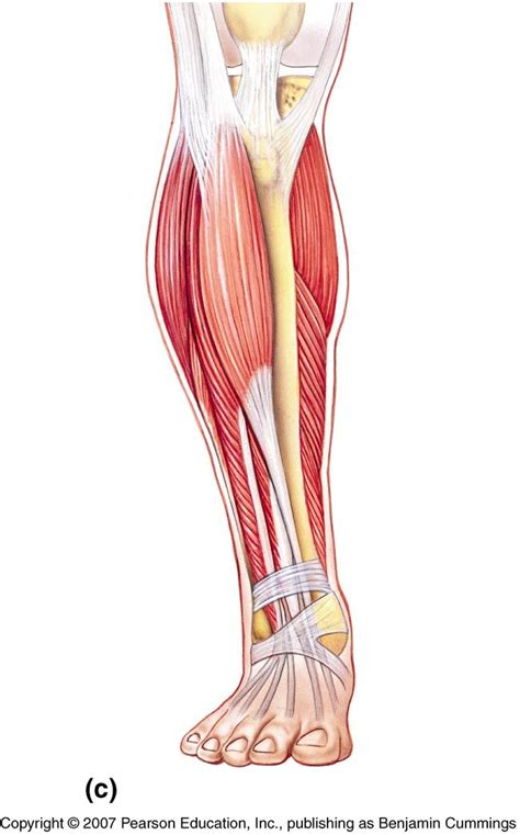 Leg Muscle Diagram Skeletal Muscle Review With Images Lower Leg